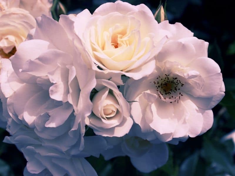 fleurs de gardénia en fleurs