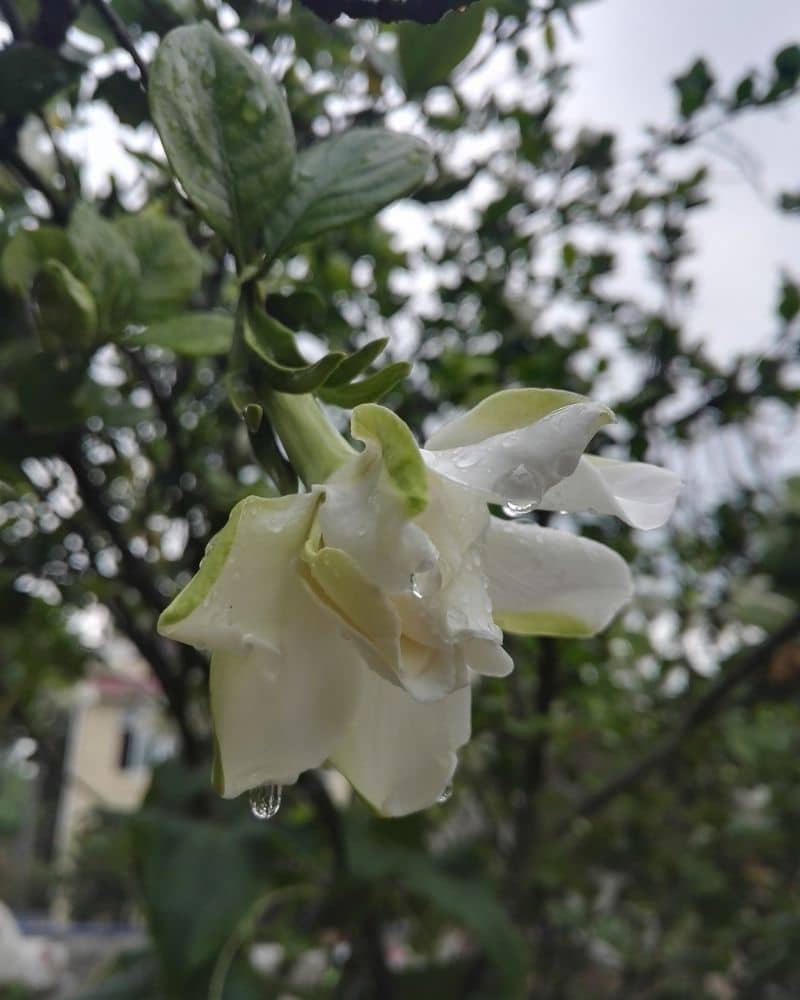 fleur de gardénia avec gouttes de rosée