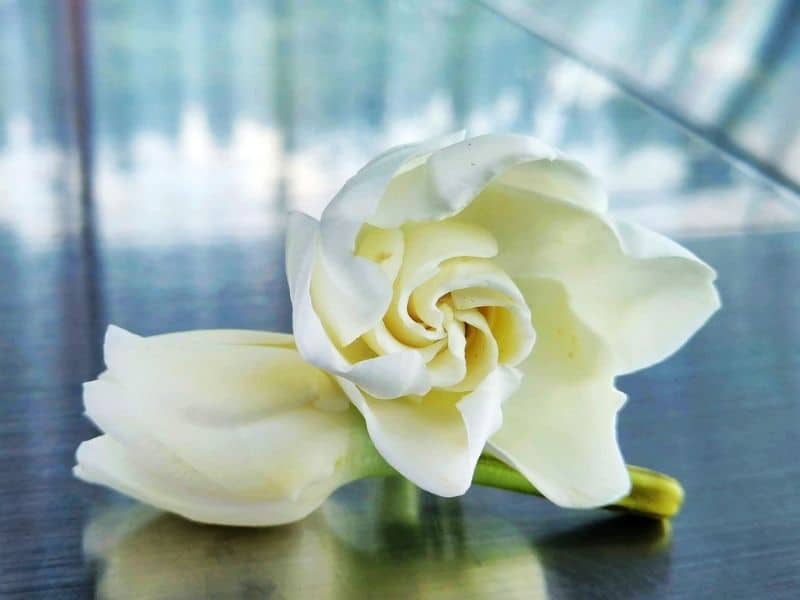 bourgeon de gardénia et fleur en pleine floraison