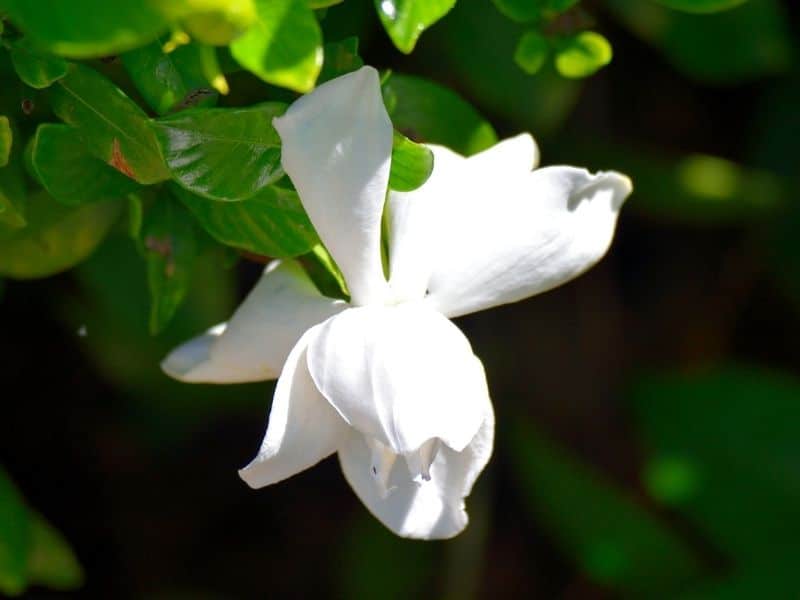 fleur de gardénia en floraison