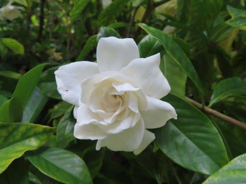 gardénia odorant