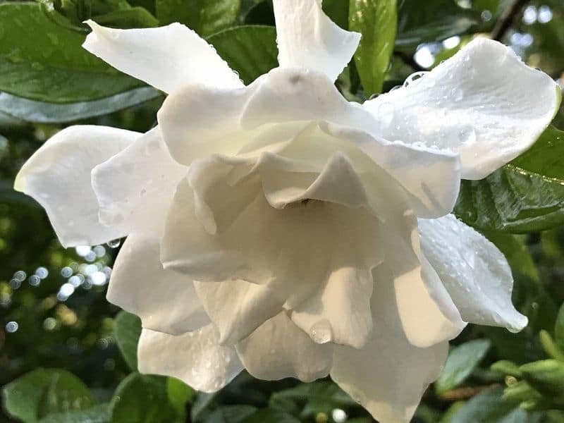 fleur de gardénia en pleine floraison