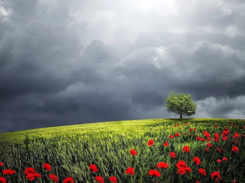 coquelicots rouges