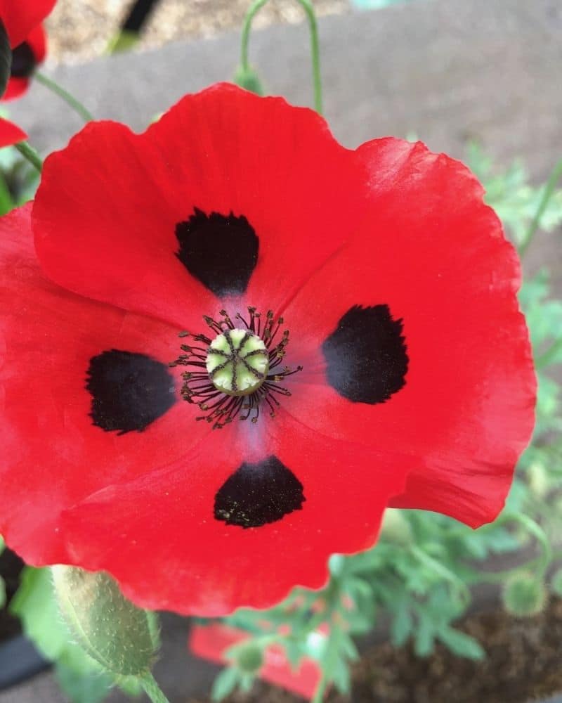 coccinelle coquelicot