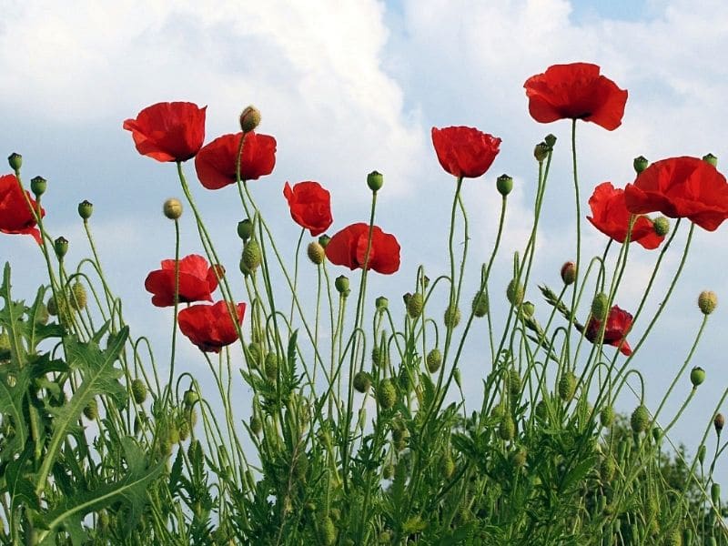 coquelicot de flandre