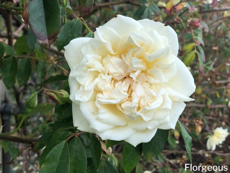 rose blanche de jardin