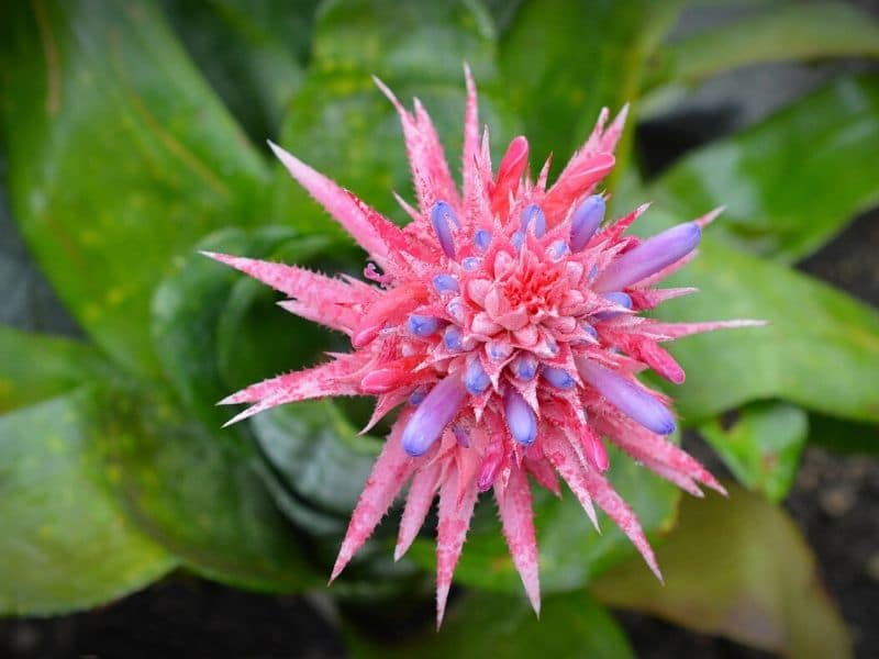 plante aechmea