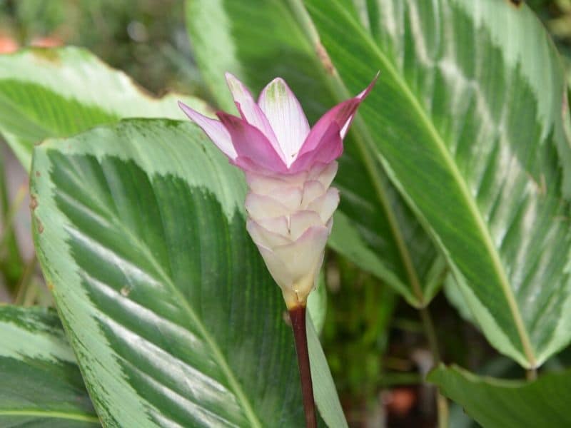 plante calathea