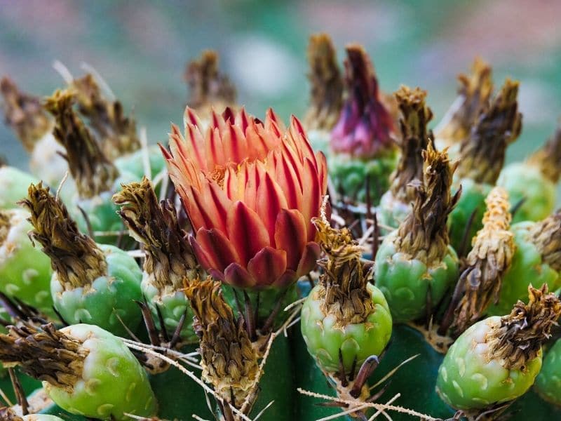 fleur de ferocactus