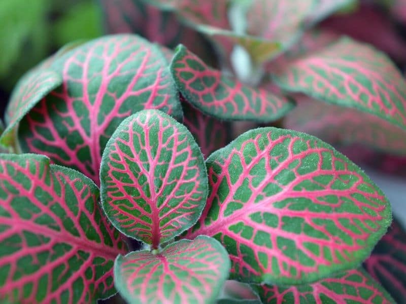 plante fittonia