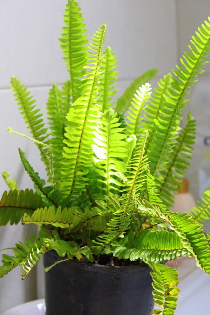 plante fougère