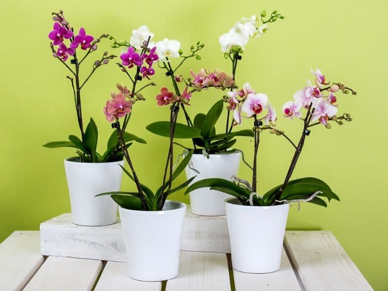 fleur de phalaenopsis