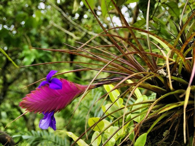 plante tillandsia