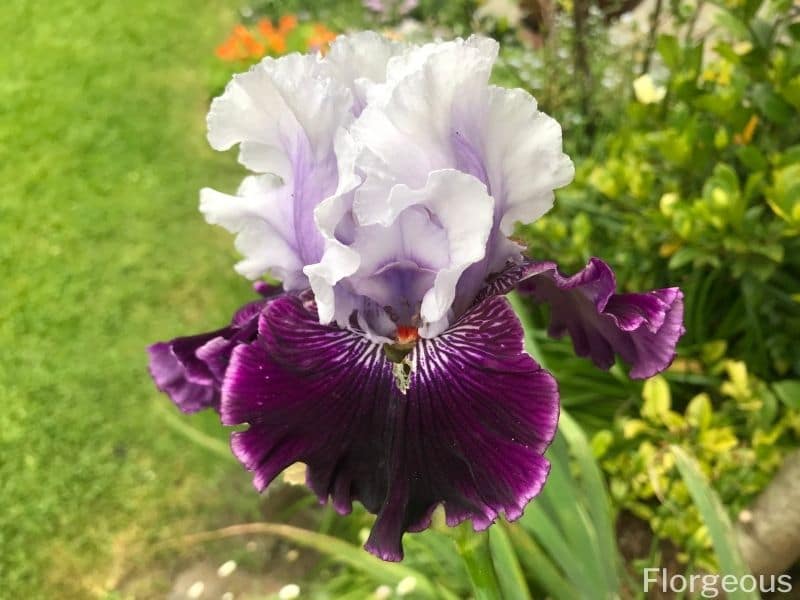 iris blanc pourpre