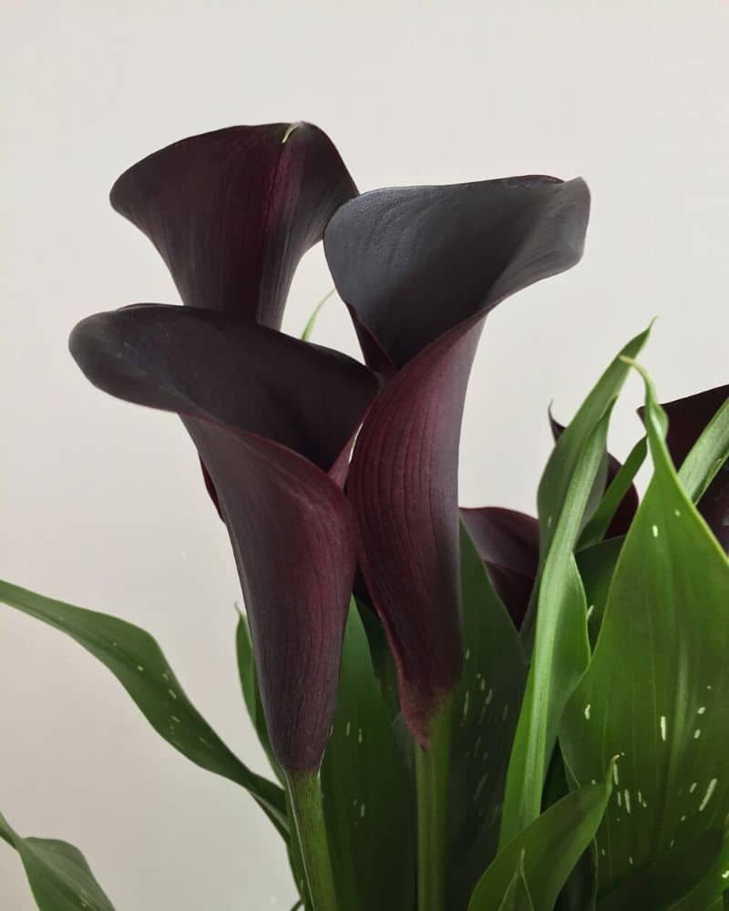 calla lily noir