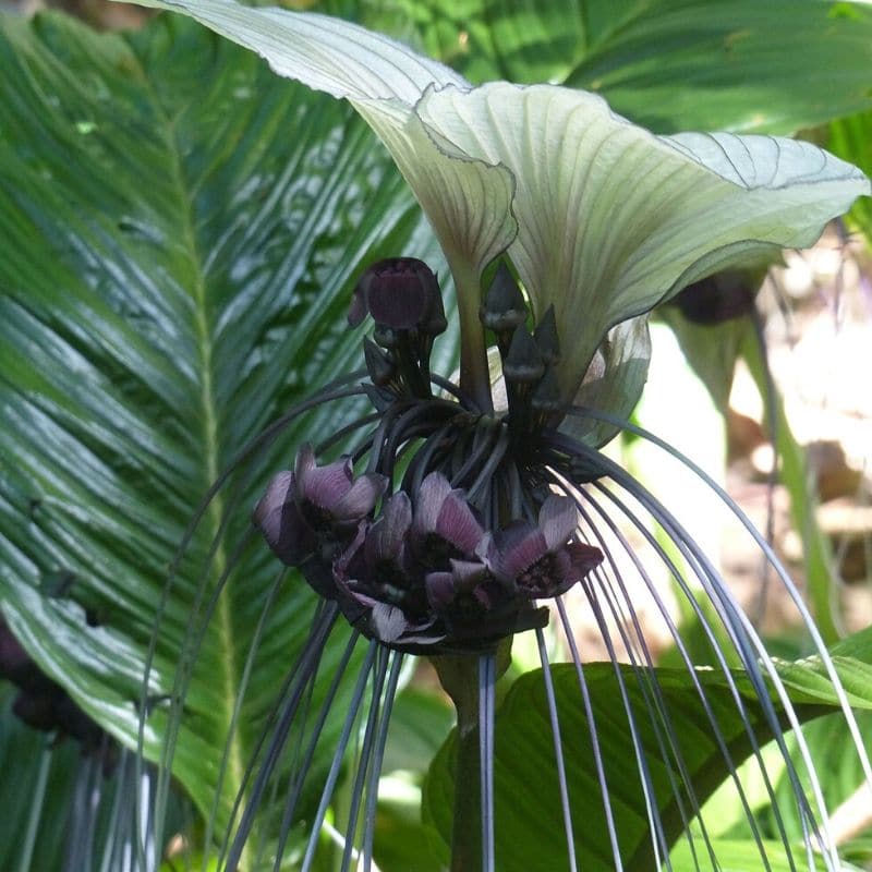 fleur de chauve-souris noire