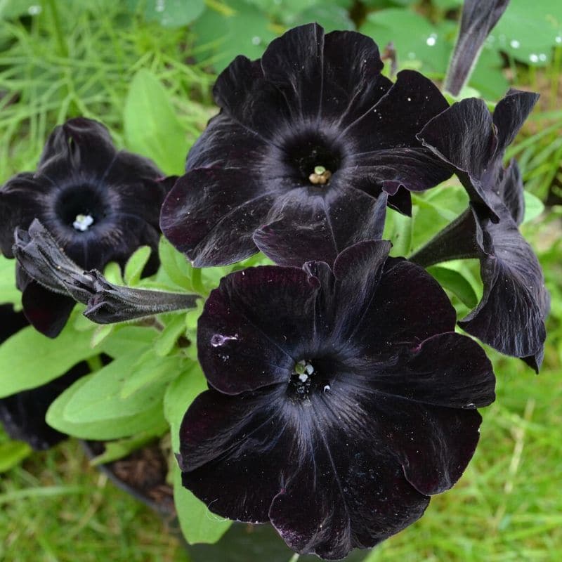 pétunia de velours noir