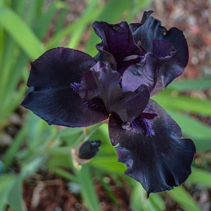 iris noir