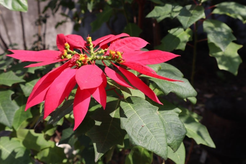 plante poinsettia
