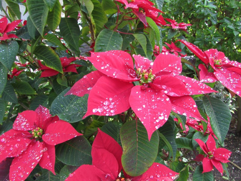 fleur de poinsettia