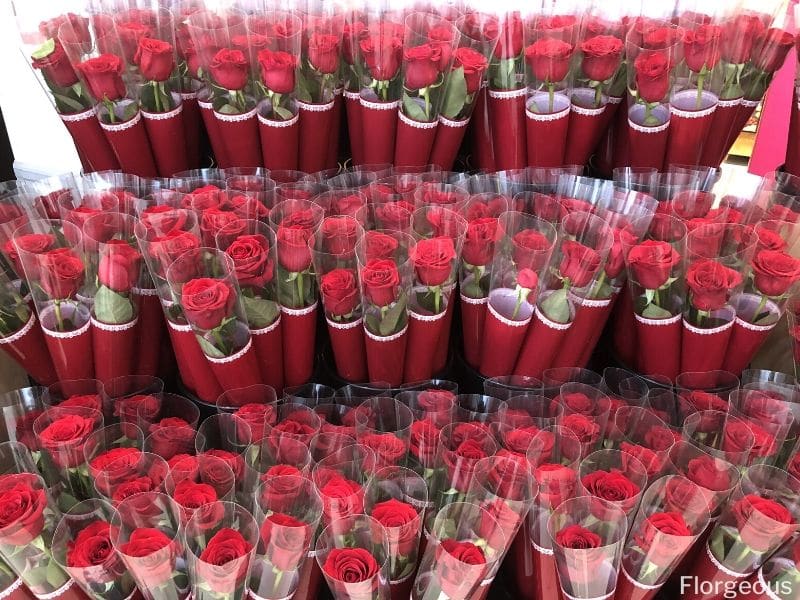 Roses de la Saint-Valentin