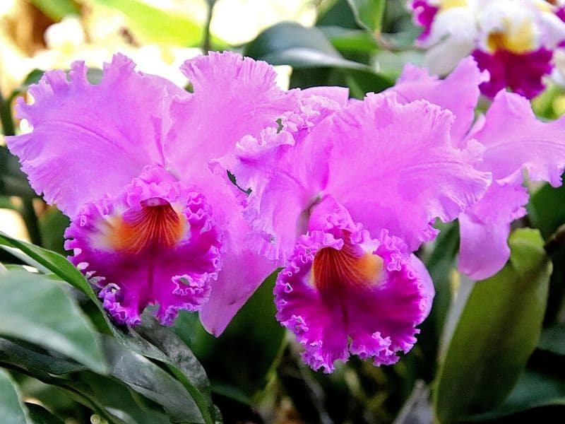 orchidées cattleya violettes