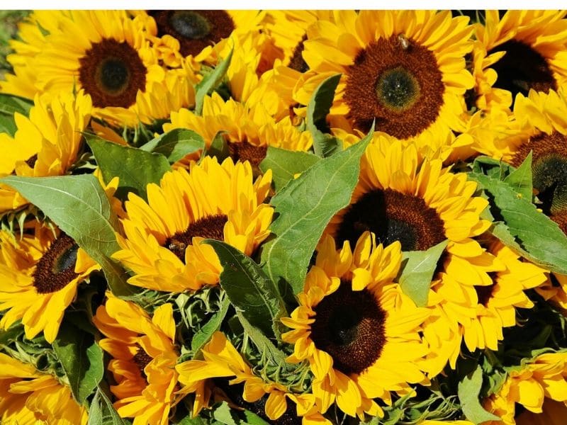 bouquet de tournesols