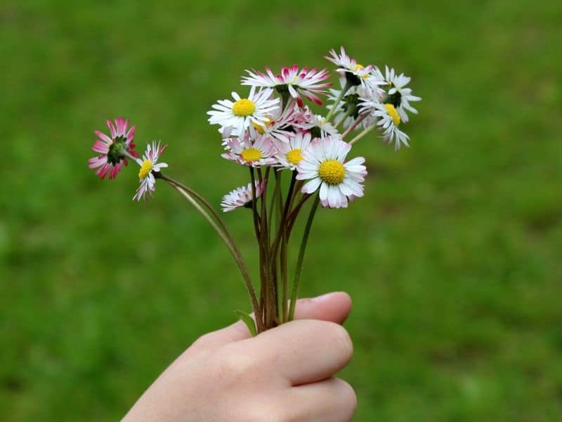 marguerites blanches roses