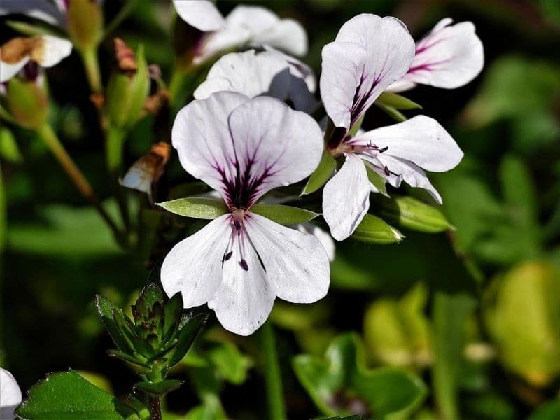plantes de géraniums blancs