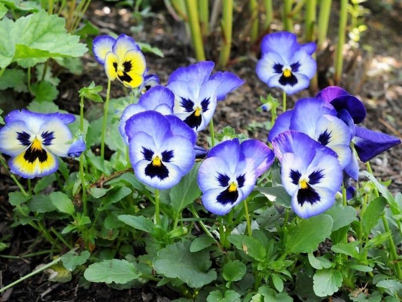 plantes de pensées
