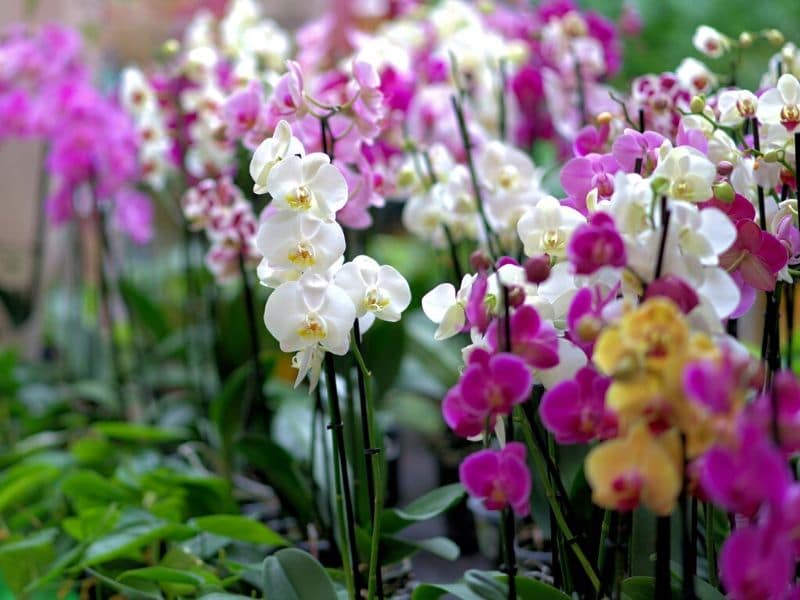 orchidées de différentes couleurs