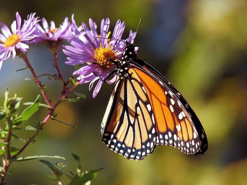 papillon dans une fleur d'aster