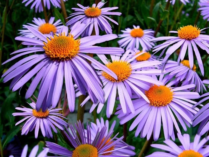 asters pourpres