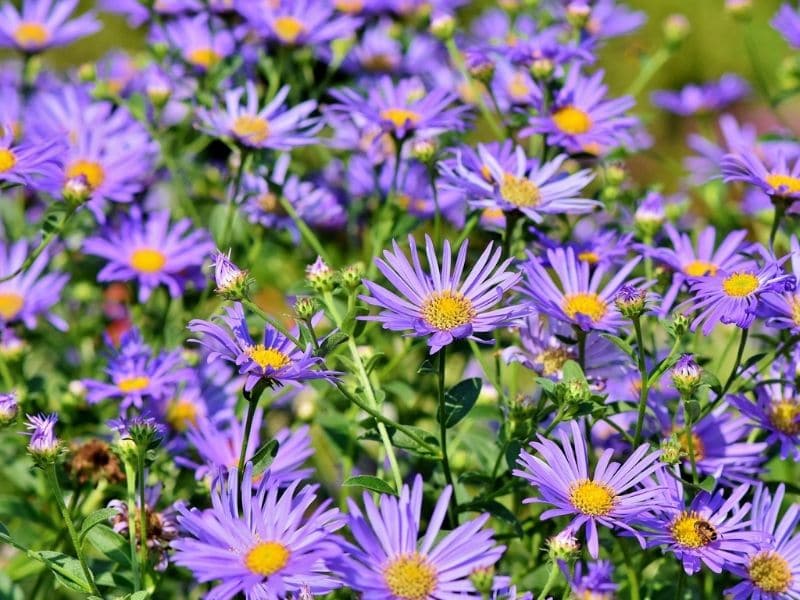 asters violets dans la prairie