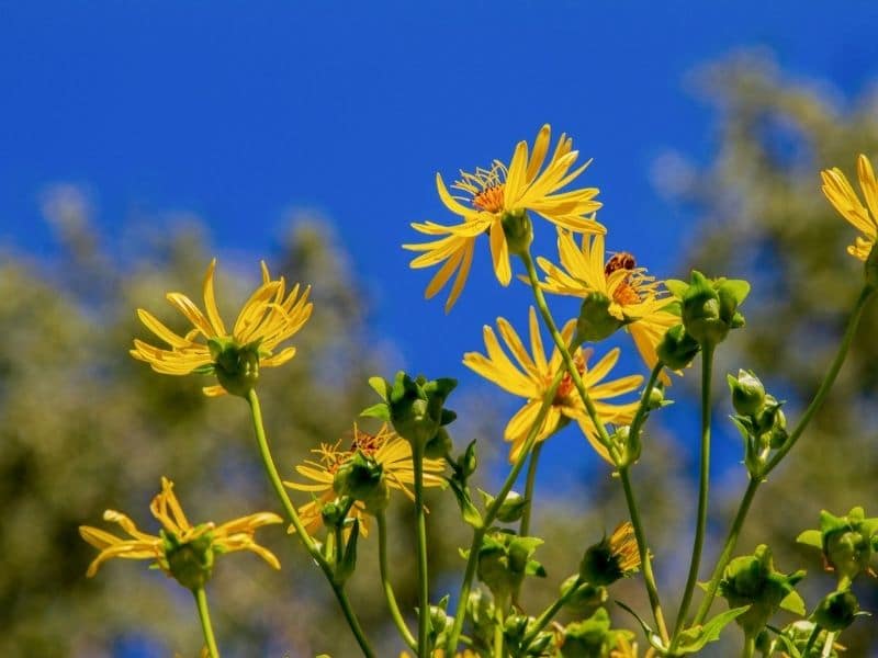 fleurs d'aster de montagne jaune