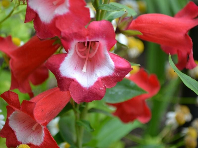 Penstemon rouge