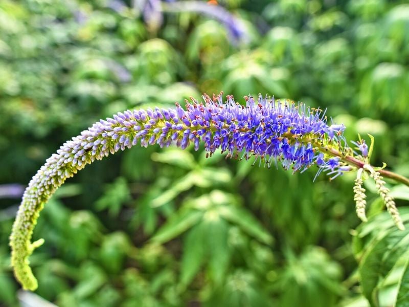 véronique de jardin
