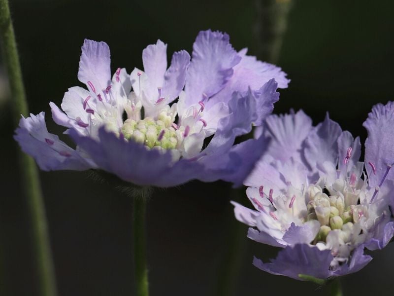 fleur en pelote à épingles