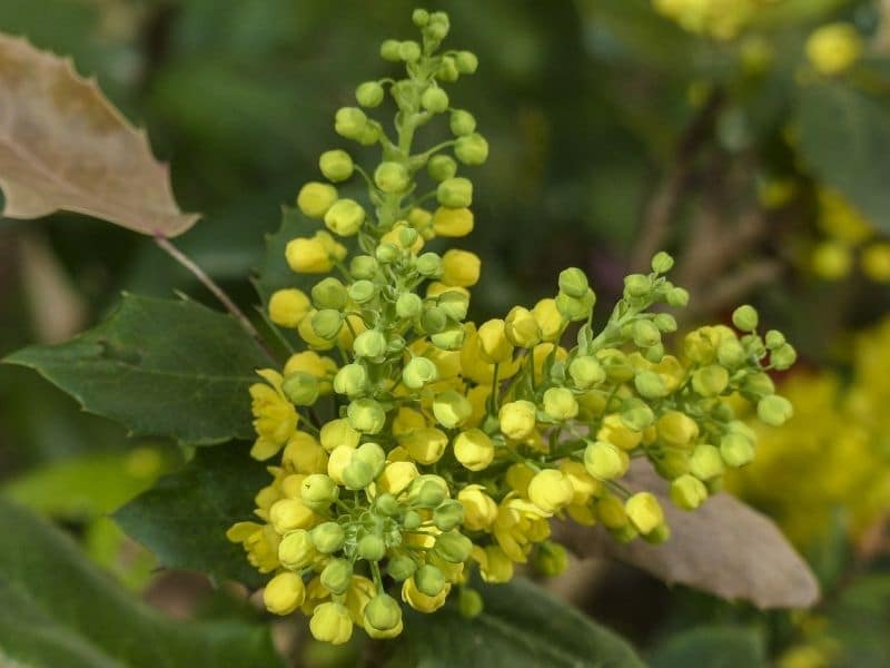 fleurs de mahonia