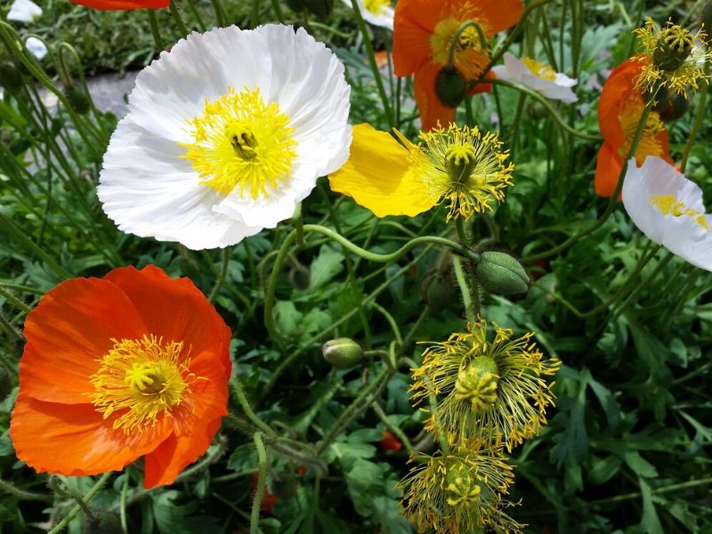 coquelicot d'islande