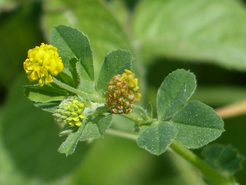 trèfle du houblon