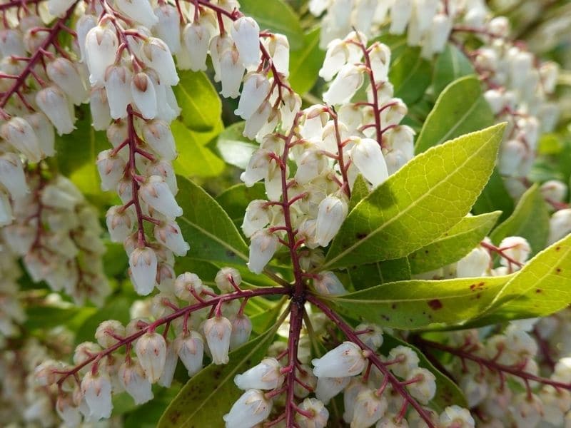 pieris blanc japonica