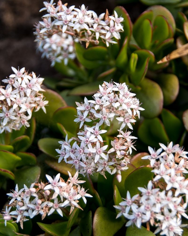 fleur de plante de jade