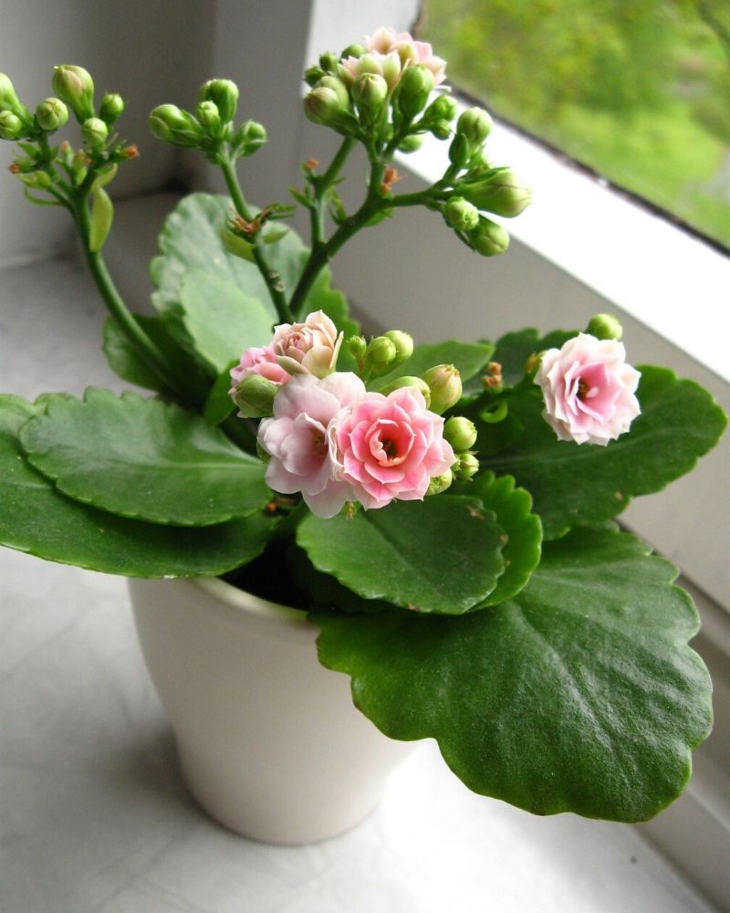 kalanchoé rose