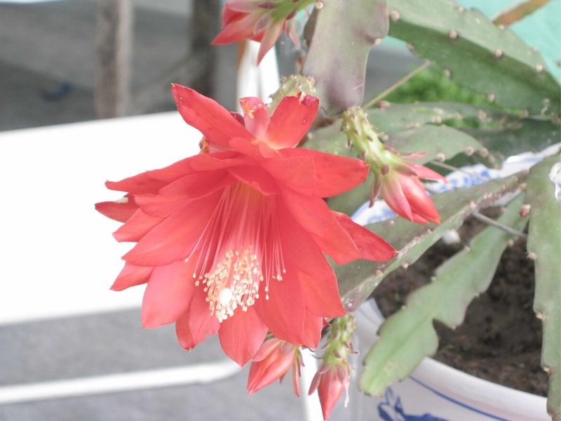 cactus orchidée