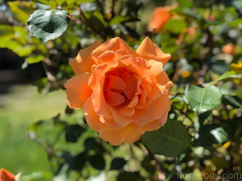 Signification des roses orange