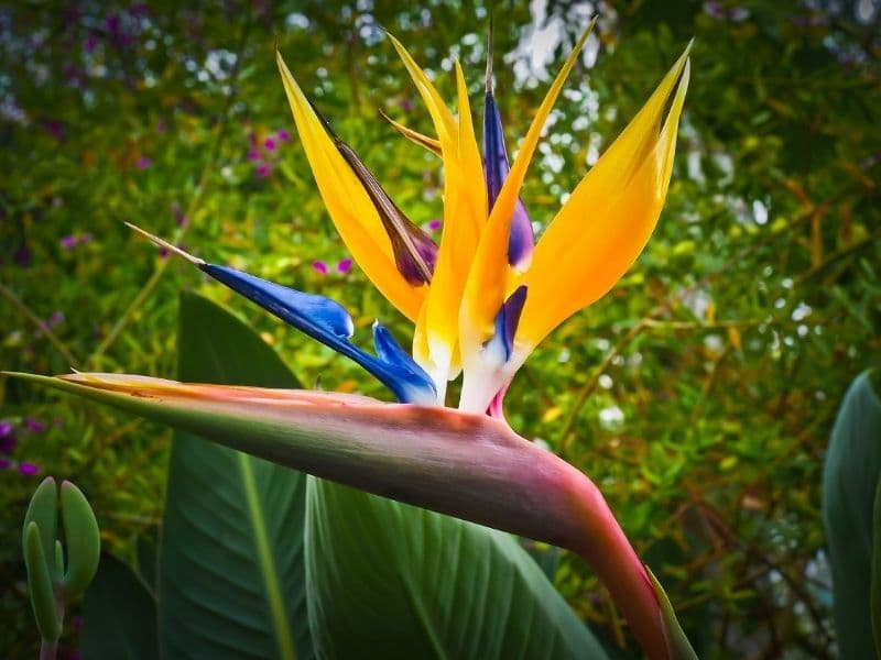 fleur d'oiseau de paradis à l'état sauvage