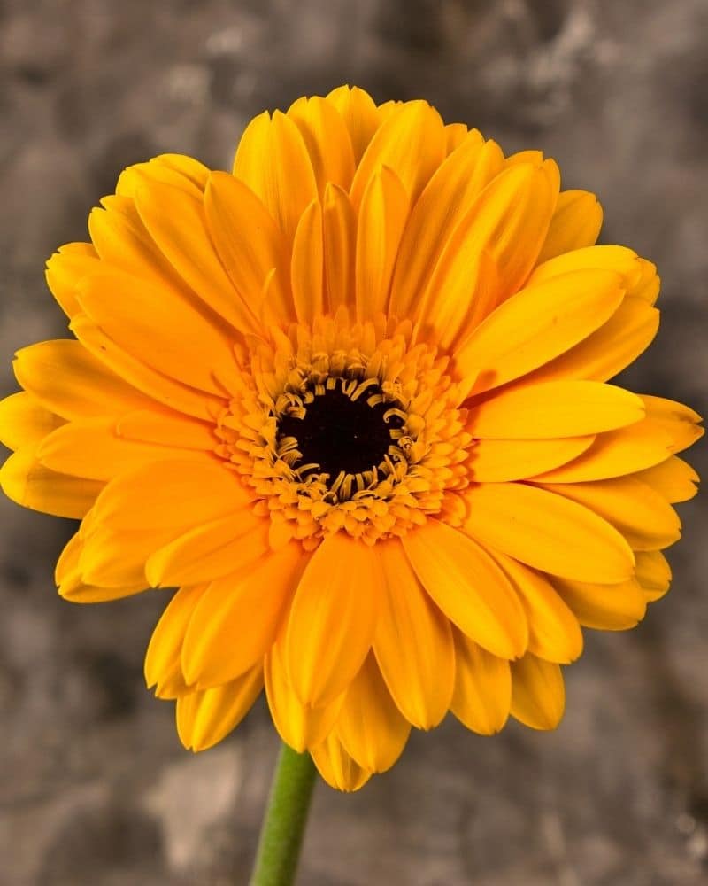 marguerite gerbera jaune