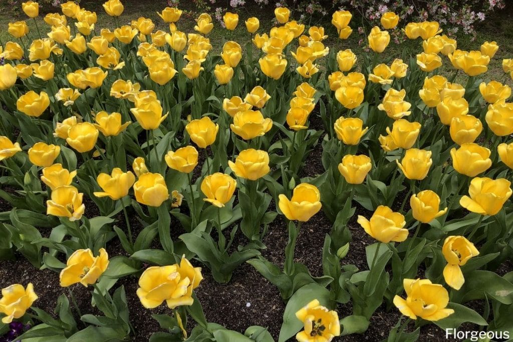 tulipes jaunes