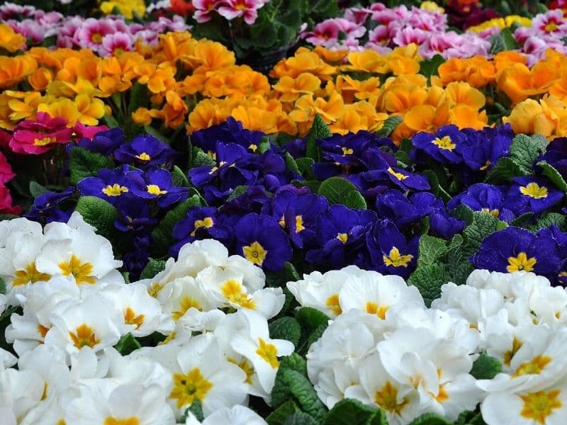primevère en différentes couleurs